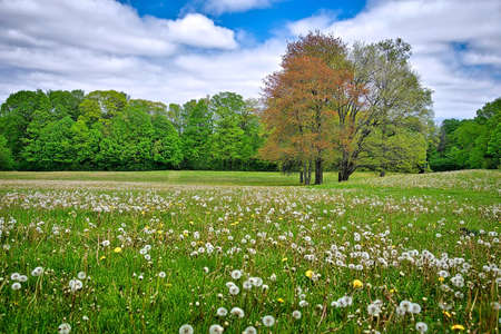 The spring landscape with dandelions and green lawnの写真素材