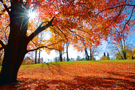 Sunrise with maple tree leaves covered the ground and lens flareの写真素材