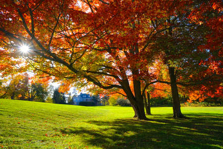 Lens flare with autumn leaf colour in the public parkの写真素材