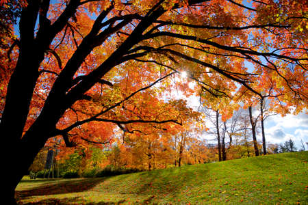 Maple trees wood in autumn colours with lens flare effectの写真素材