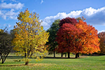 Autumn leaf colour of a maple tree in the parkの写真素材
