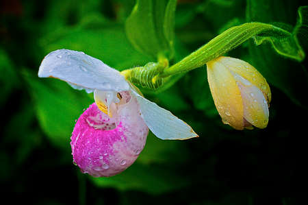 Native orchids of Ontario - Pink Lady's Slipper, with dewdrop.の写真素材