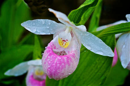 Wild orchids of Ontario - Pink Lady's Slipper with dewdrop.の写真素材
