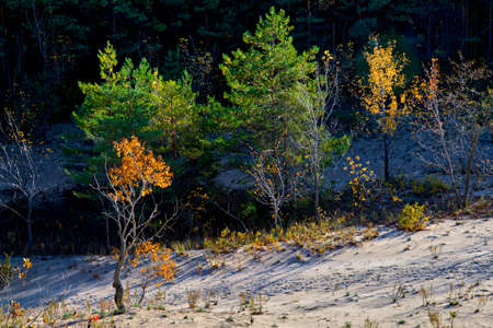 Colourful landscape of sands dunes with highlight of autumn leaf colourの写真素材