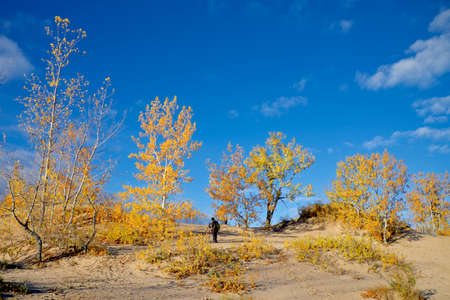 Photoshoot on the sand dune with yellow leaves and blue skyの写真素材