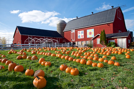 Pumpkins ready for sale with a red farmhouse in the backgroundのeditorial素材