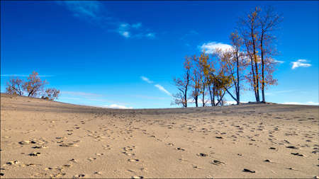 Sand dune background landscape with treelined and blue skyの写真素材