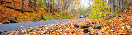 Road trip with autumn leaf colour in the public parkの写真素材