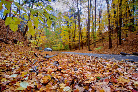 A road trip of autumn leaf colour in the public parkの写真素材