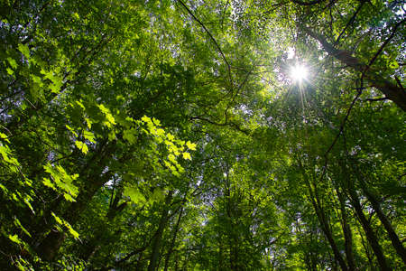 Springtime sunlight coming through the new growth green forest in Toronto, Canada.