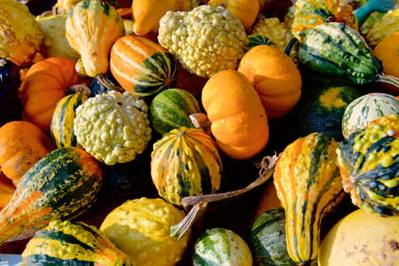 Pumpkins on sale in the farmer marketの写真素材