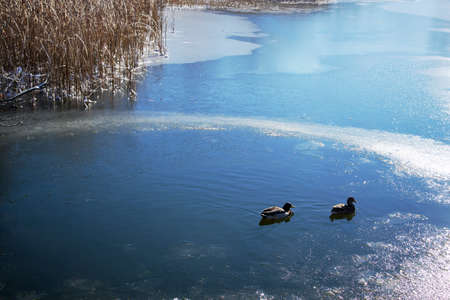 Wildlife ducks in the lake of public park in winterの写真素材