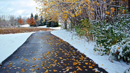 The footpath in the park with melting of freshly fallen snow in the winter.