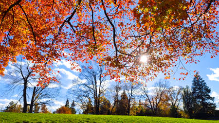 Sunlight shining through the gaps between the leaves of the mapleの写真素材