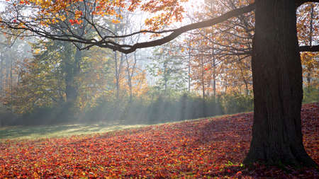 Sunbeam through the maple tree on a foggy morning