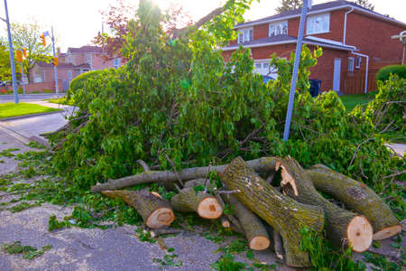 Cleaning of the fallen trees and branches causing road closing after wind storm on Ontario, Canadaの写真素材