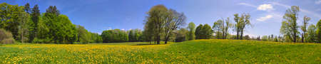 Panoramic view of springtime in the park with dandelion.の写真素材