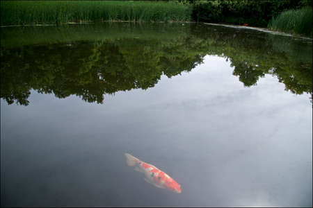Wildlife koi fish swimming in the pond of a public parkの写真素材