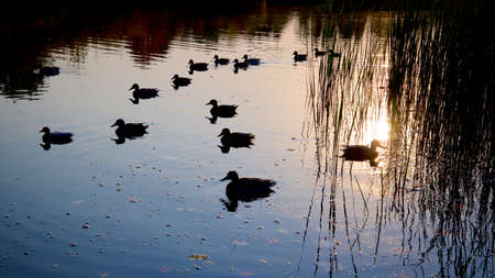 Silhouette of the duck in the pond of the public park in the dawnの写真素材