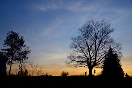 Silhouette of maple trees in the public park in twilightの写真素材