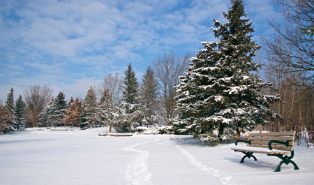 Park bench in a park with trees covered with snow after a snowstorm.の写真素材