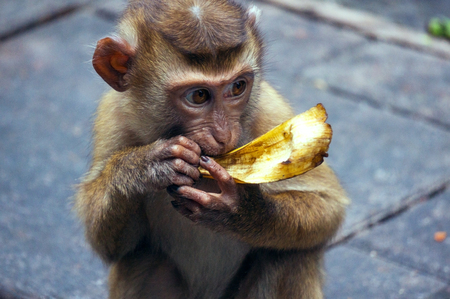 Cutey monkey was eating banana, even finish still bite it, maybe it was very hungry, try to get some...