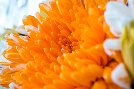 Chrysanthemum, sometimes called mums or chrysanths.の写真素材