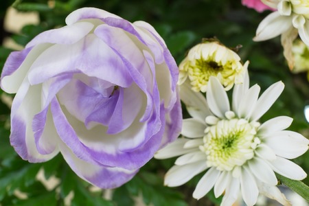Roses are best known as ornamental plants.の写真素材