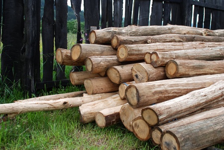 Logs of tree raw material in natural environmentの写真素材
