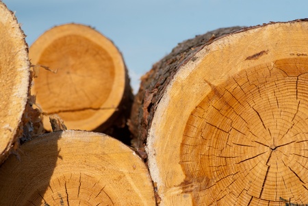 Logs of tree raw material in natural environment の写真素材