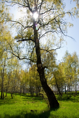 Spring forest in back light with blue skyの写真素材