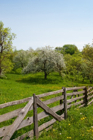 Spring garden with old fence and flowering treesの写真素材