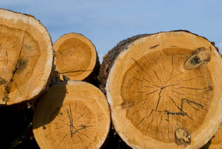 Logs of tree raw material in natural environment の写真素材