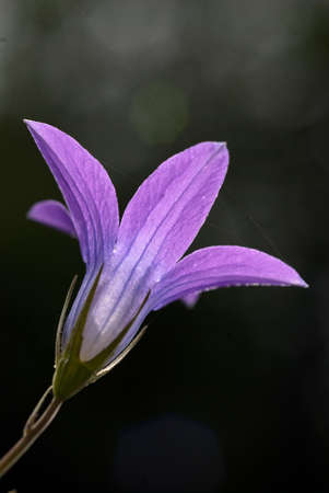 Summer flower with dark background - closeup photoの写真素材
