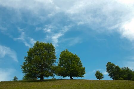 Summer landscape - trees and sky with cloudsの写真素材