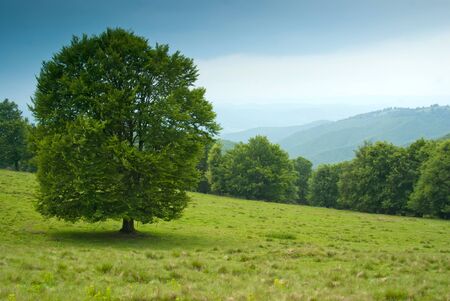 Summer mountain landscape - trees and sky with cloudsの写真素材
