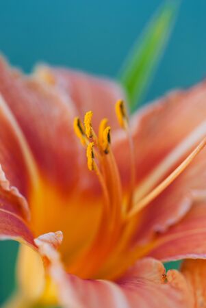 Summer flower with blured background - closeup photo, Origin - Native to Eurasiaの写真素材