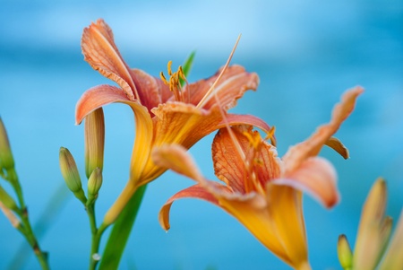 Summer flower with blured background - closeup photo, Origin - Native to Eurasiaの写真素材