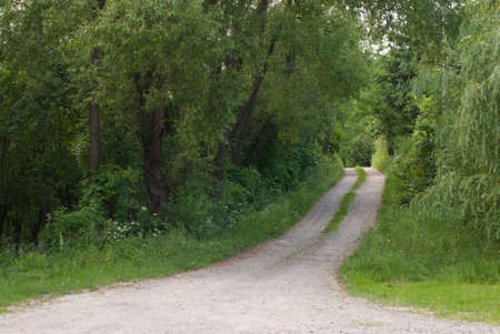 Summer landscape with forest trails and green tree の写真素材