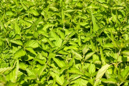 Fresh green nettle backgroundの写真素材