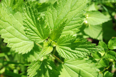 Fresh green wild mint plant in sunshine with green backgroundの写真素材