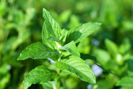 Fresh green wild mint plant in sunshine with green backgroundの写真素材