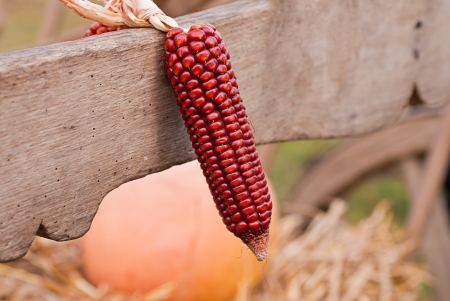 Decorative dried corn with blurred backgroundの写真素材