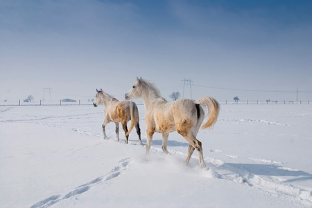 Two white horse in winter landscapeの写真素材