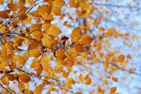 Autimn leaf with blurred background and sky