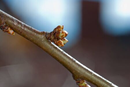 early spring bud with blured backgroundの写真素材