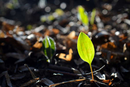 Early spring leaves against light - closeup photography
