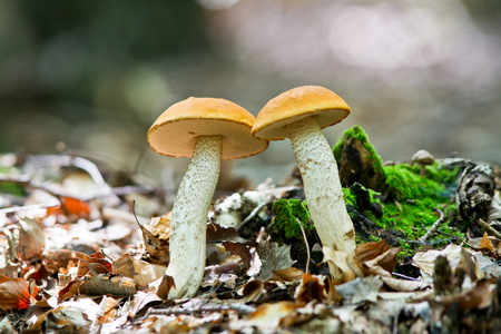 Wild mushroom in forest with abstract blured backgroundの写真素材
