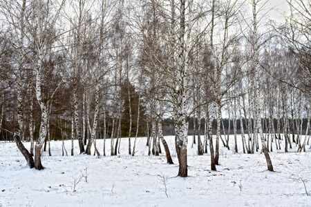 A quiet winter forest landscape with birchの写真素材