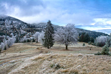 Winter mountains landscape with forest tree and blue sky. Romaniaの写真素材